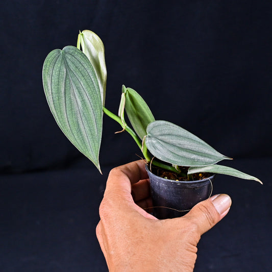 Philodendron burle marx fantasy