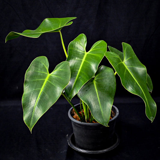Philodendron corcovadensis
