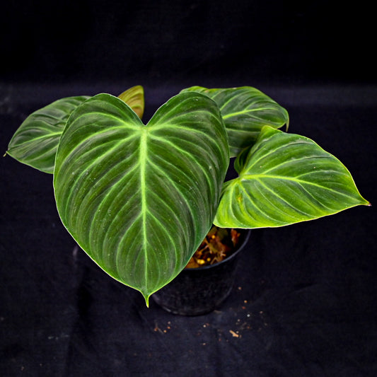 Philodendron el choco red