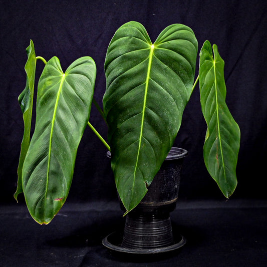 Philodendron esmeraldense
