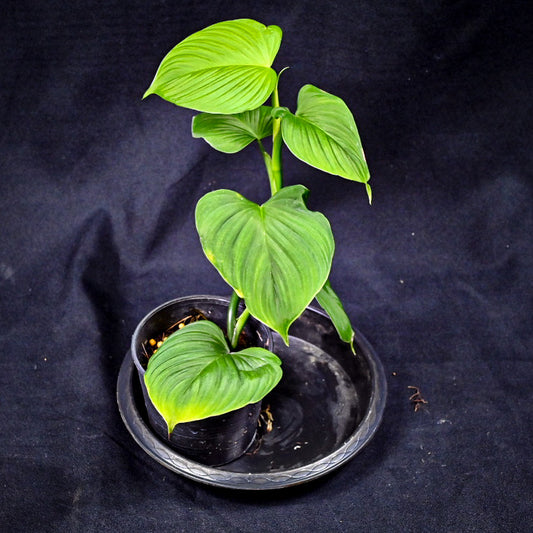 Philodendron fibraecataphyllum