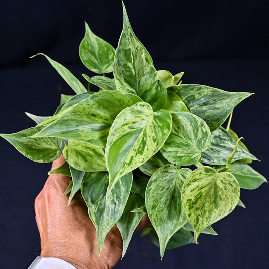 Philodendron hederaceum variegated (heart leaf)