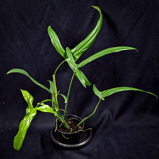 Philodendron holtonianum
