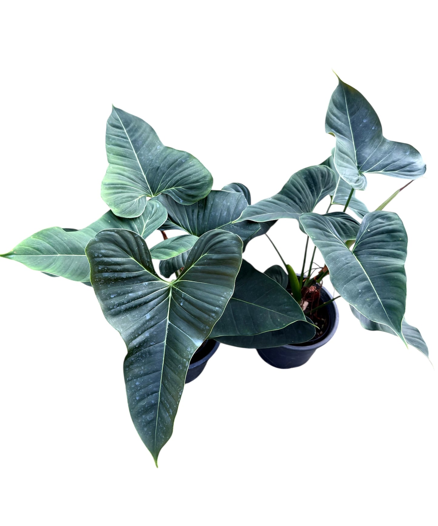 Philodendron lupinum (muture form)