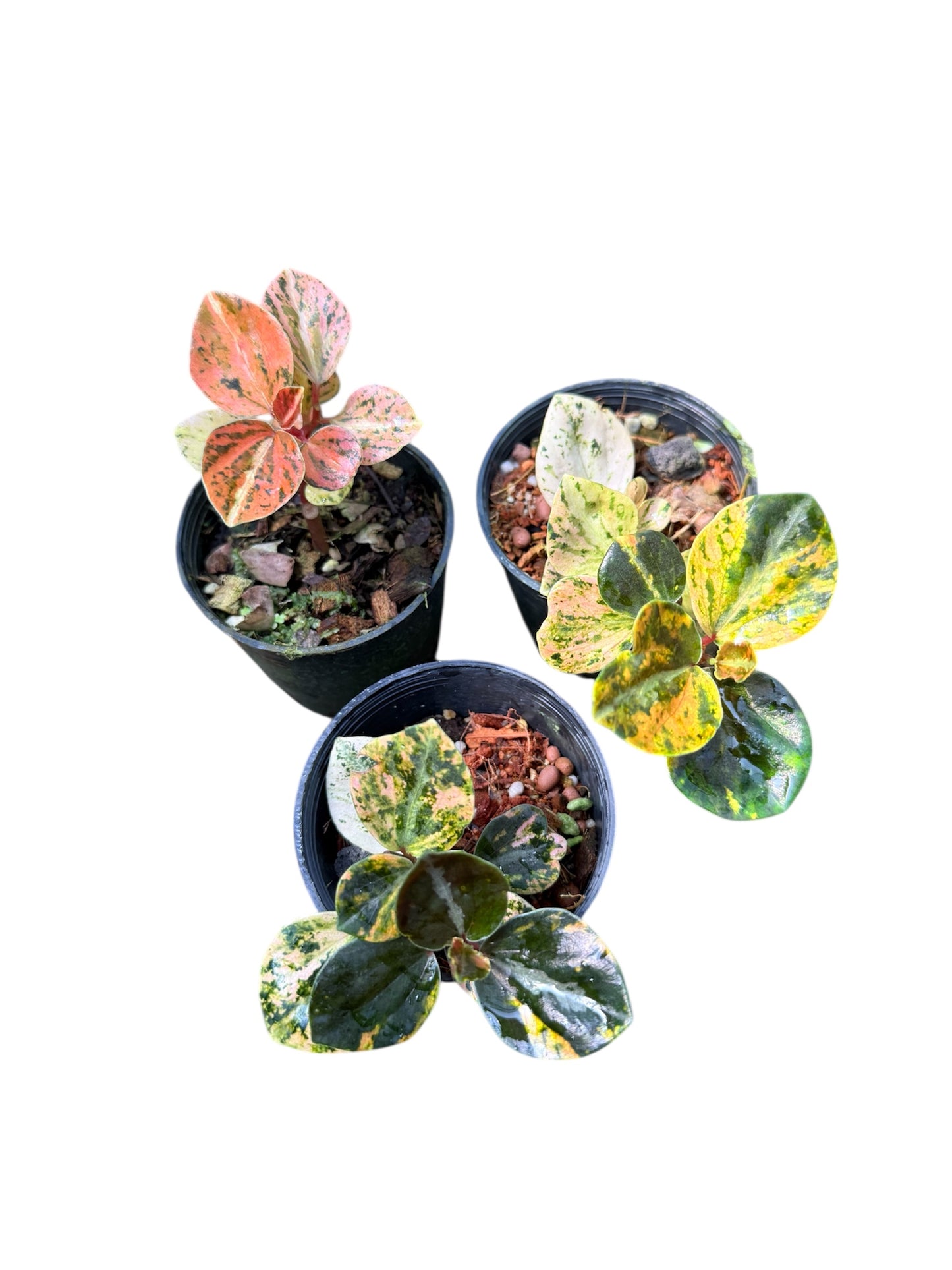 Peperomia metallic
