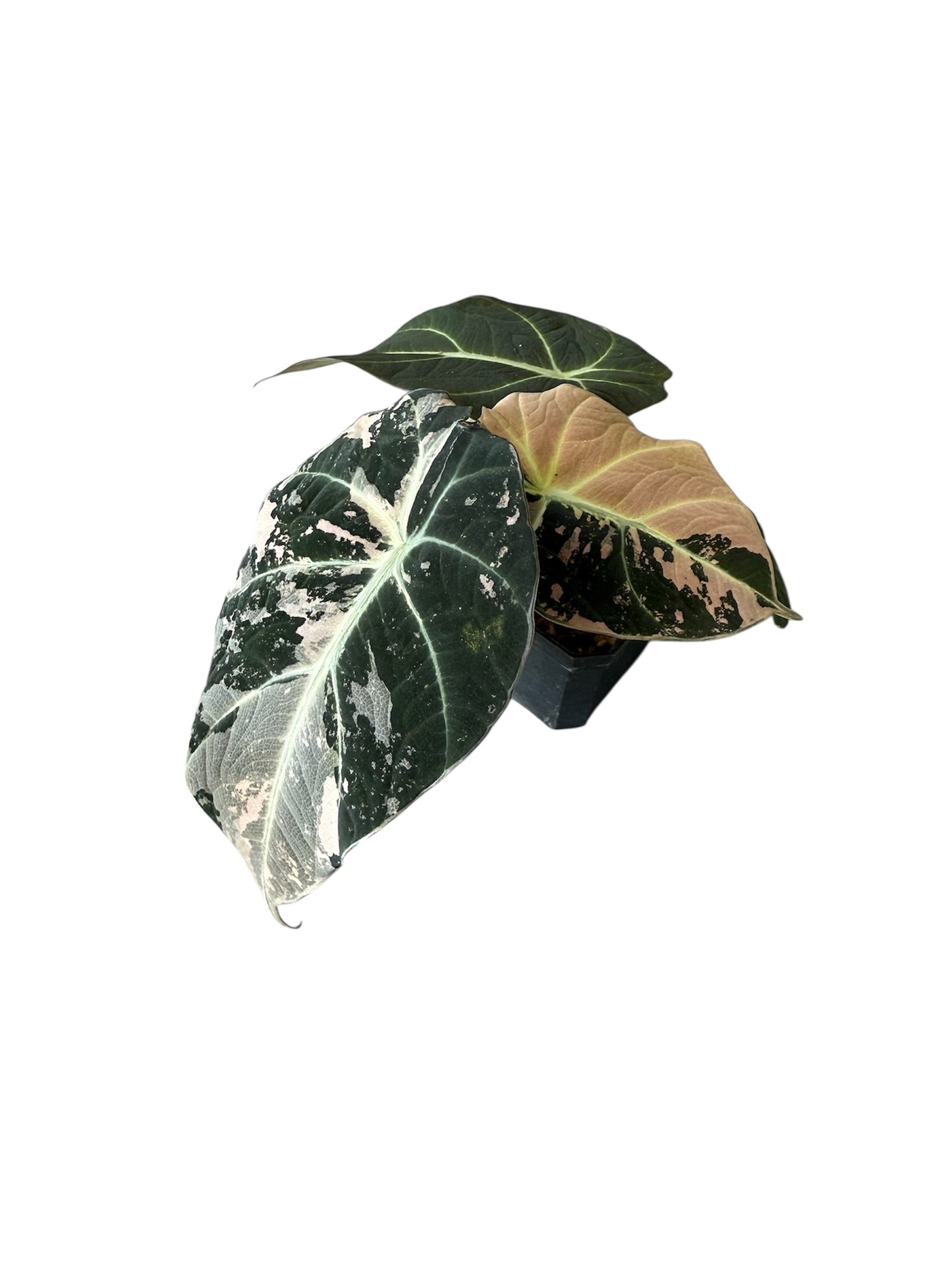 Alocasia black velvet pink variegated (S)