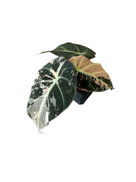 Alocasia black velvet pink variegated (S)