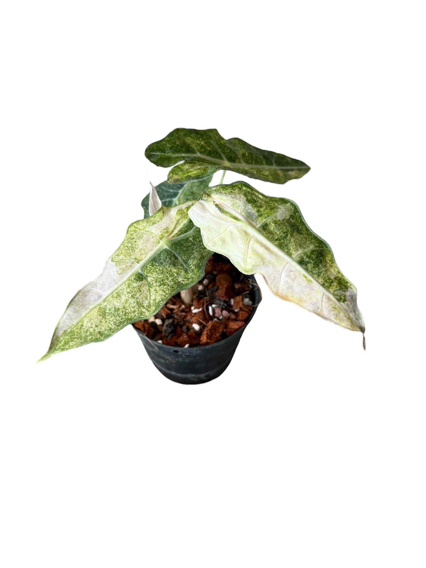 Alocasia bambino aurea variegated (S)