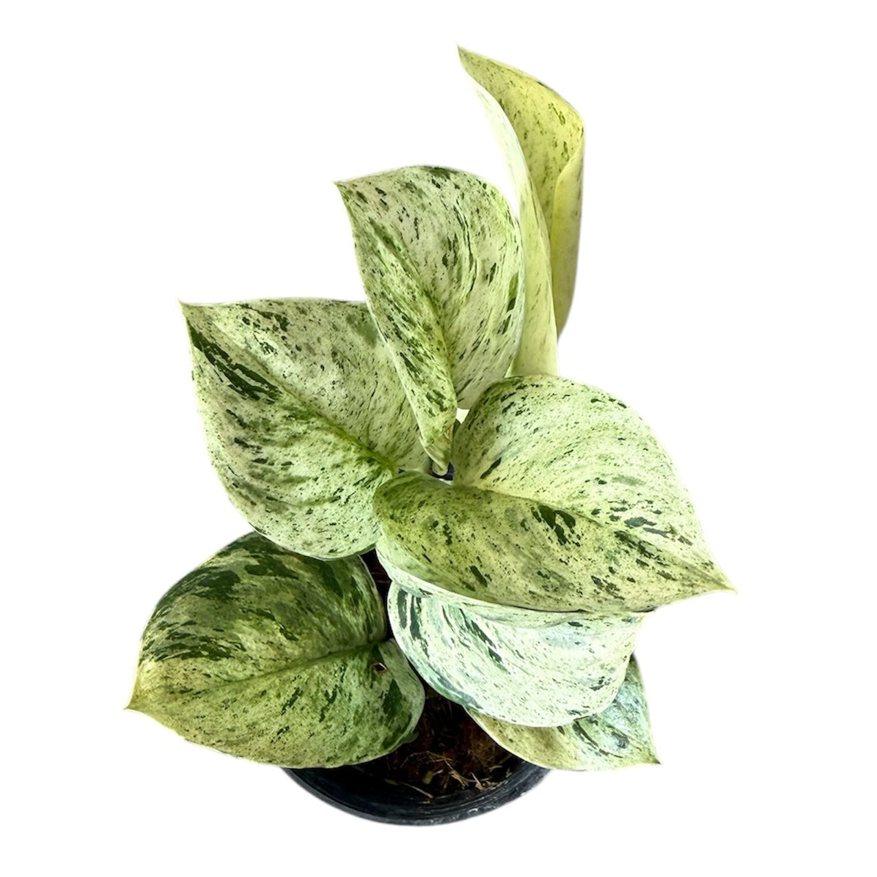 Scindapsus treubii moonlight 'white marble'
