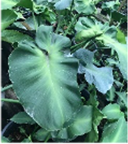 Philodendron rugosum aberrant form