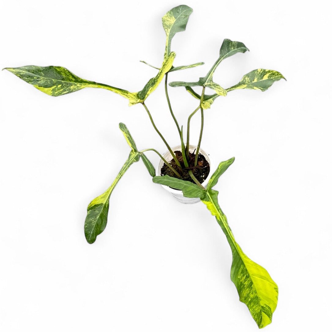 Philodendron joepii variegated (4-5 leaves)