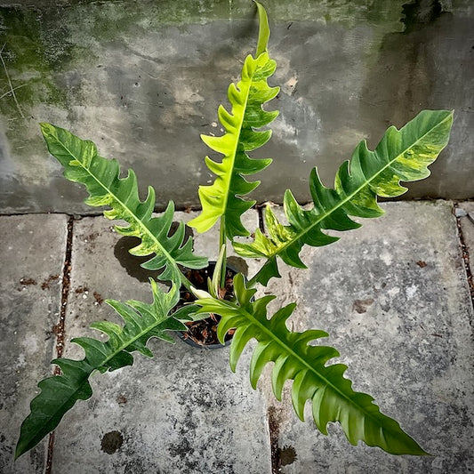 Philodendron jungle boogie variegated (3-4 leaves)
