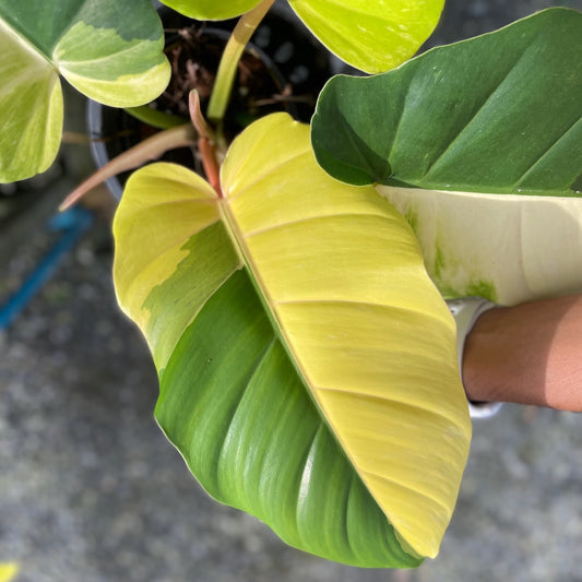 Philodendron jungle fever variegated