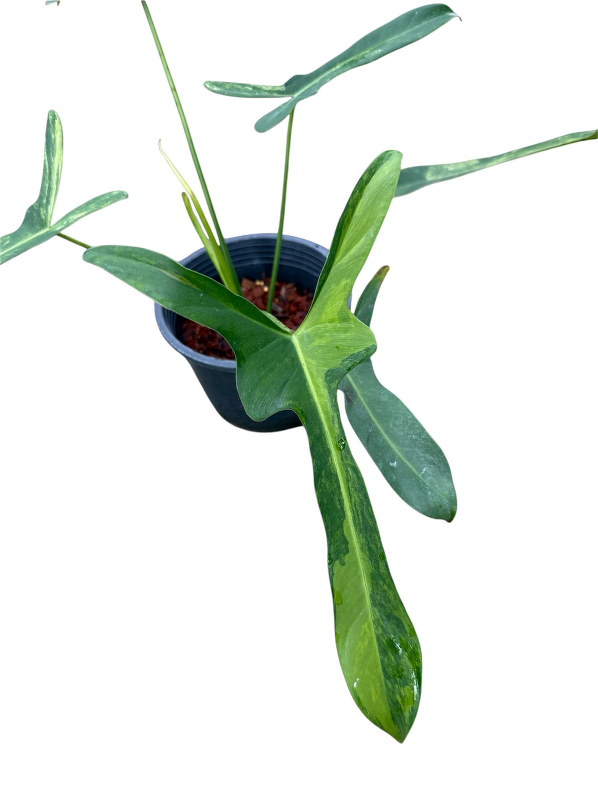 Philodendron longilobatum variegated (3-4 leaves)