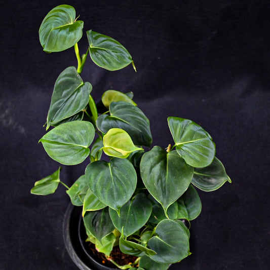 Philodendron lupinum