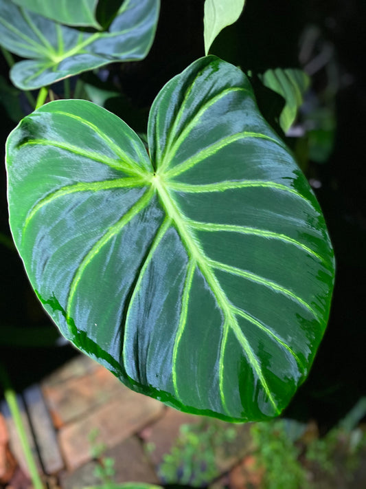 Philodendron luxurians