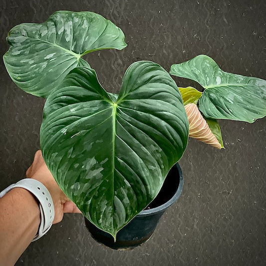 Philodendron majestic