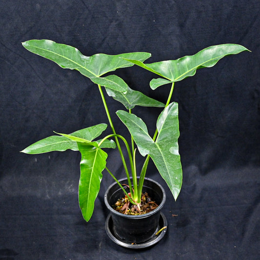 Philodendron maxicanum