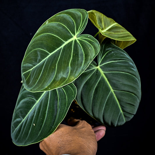 Philodendron melanochrysum