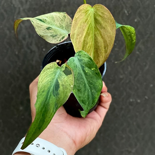 Philodendron micans mint variegated