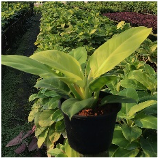 Philodendron moonlight