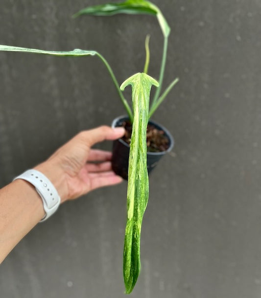 Philodendron paloraense variegated (3 leaves)