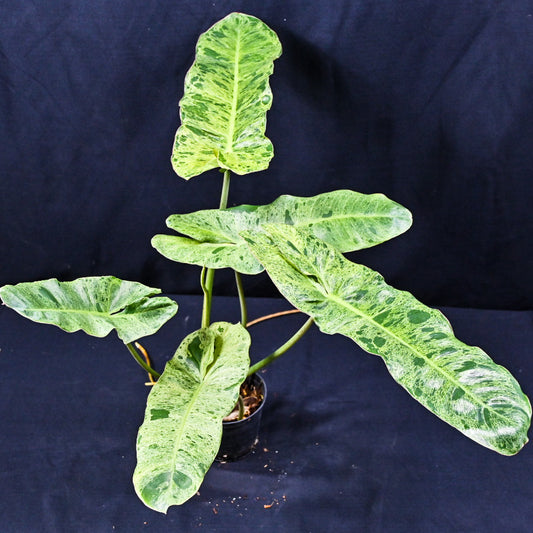 Philodendron paraiso verde