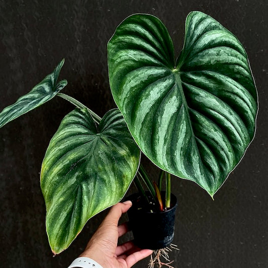 Philodendron plowmanii (round form)