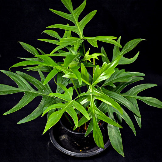 Philodendron quercifolium