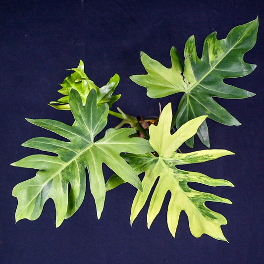 Philodendron radiatum variegated  No.1 (marble)
