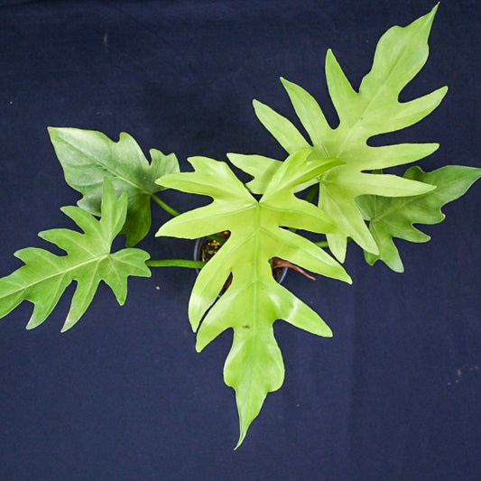 Philodendron radiatum variegated  No.2 (mint)