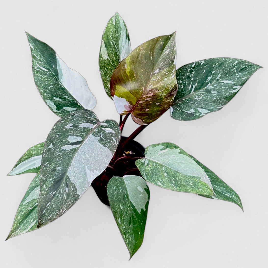 Philodendron red anderson galaxy
