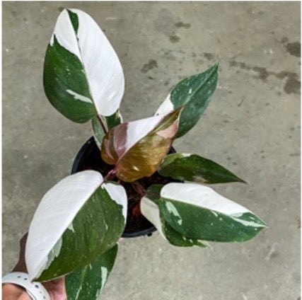 Philodendron red anderson