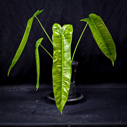 Philodendron sharoniae