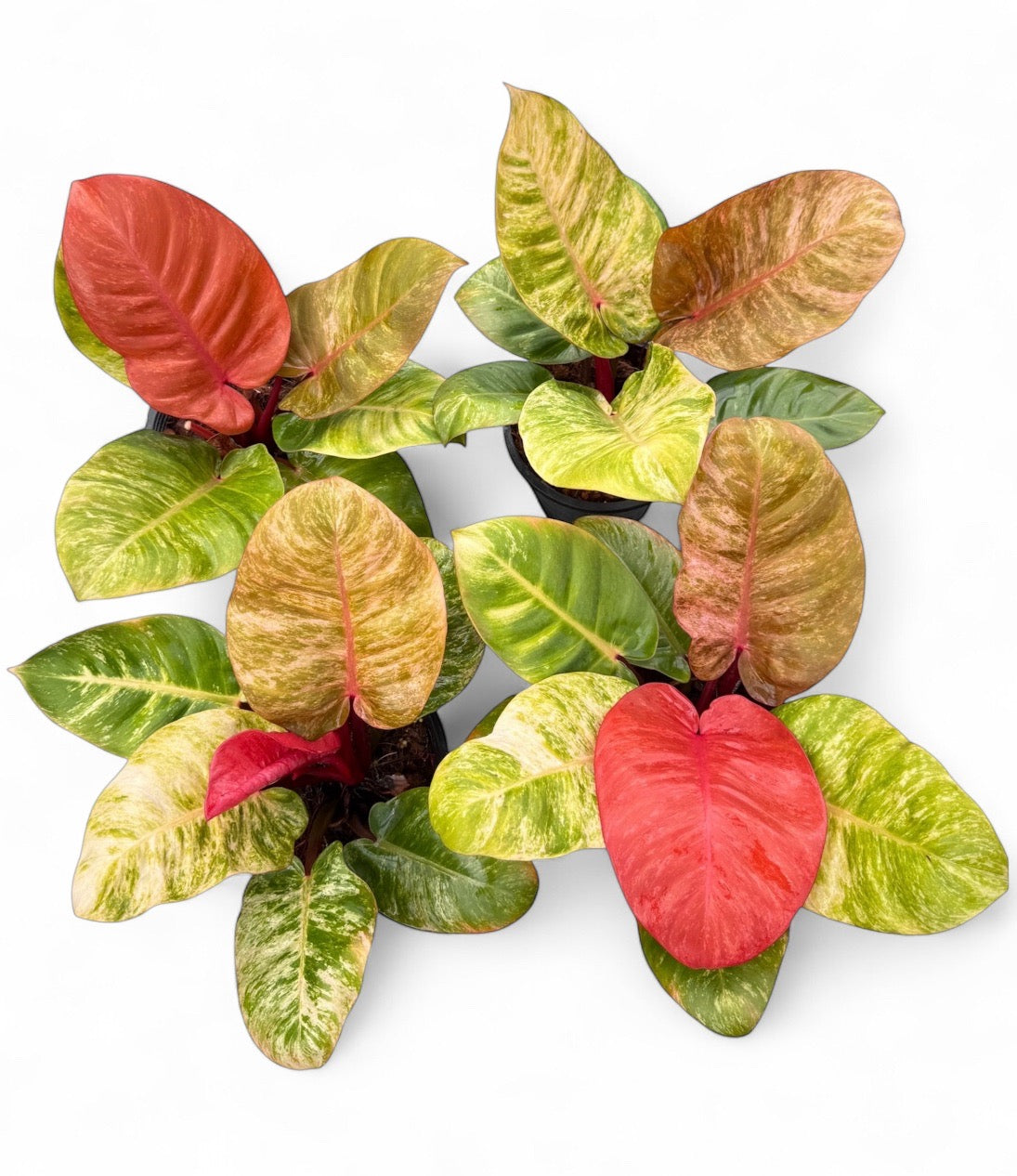 Philodendron 'Sunny Delight'