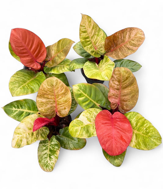 Philodendron 'Sunny Delight'