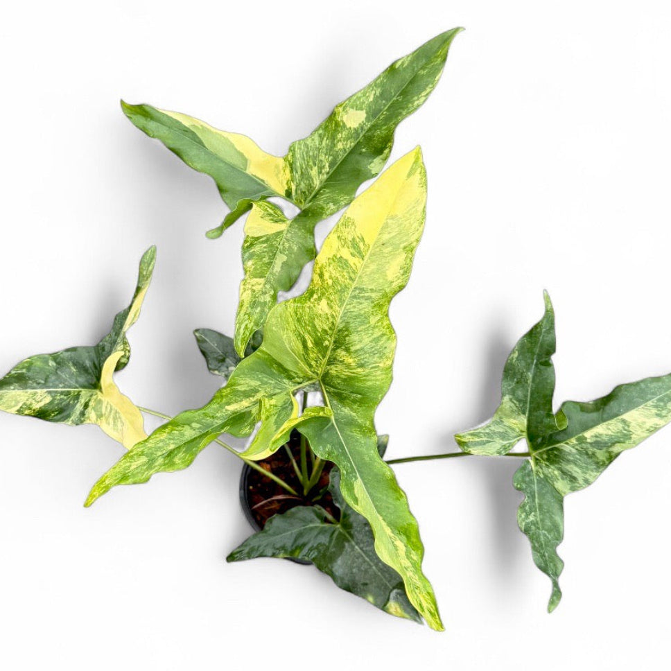Philodendron thaumatophyllum angela variegated