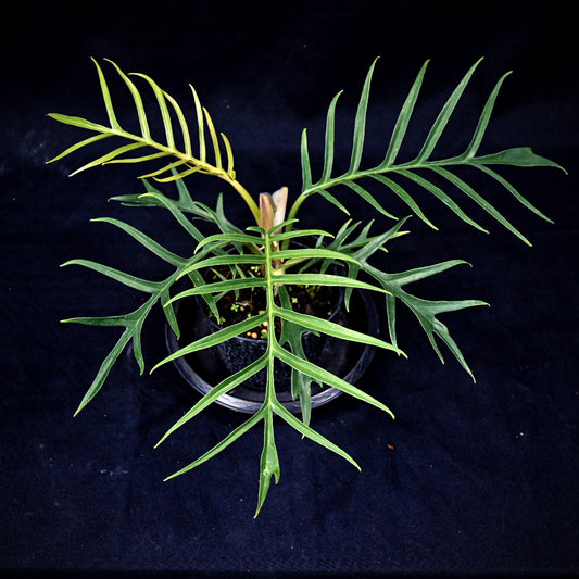 Philodendron tortum