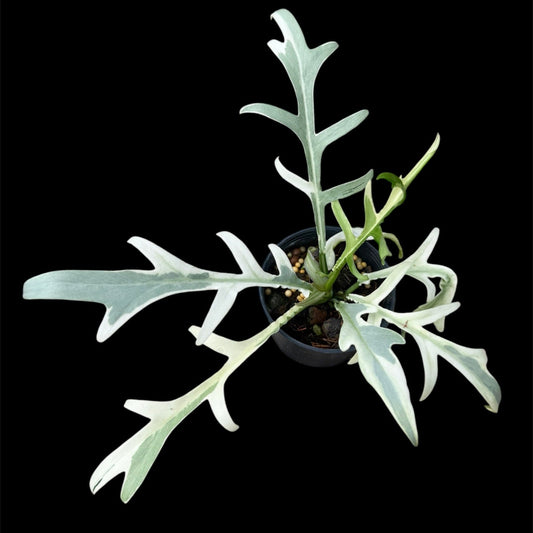 Philodendron tortum albo variegated