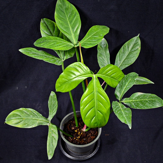 Philodendron tripartitum