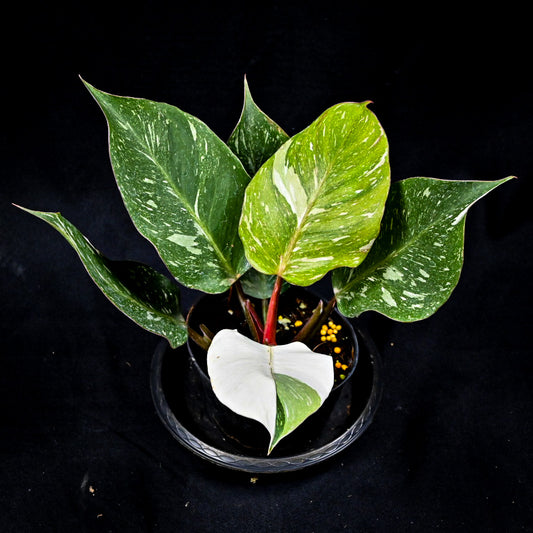 Philodendron white knight marble