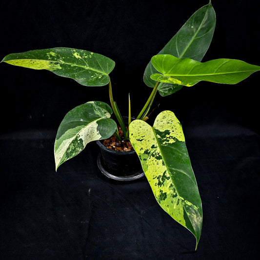 Philodendron whipple way No.2