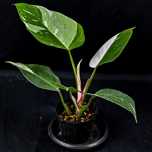 Philodendron white princess