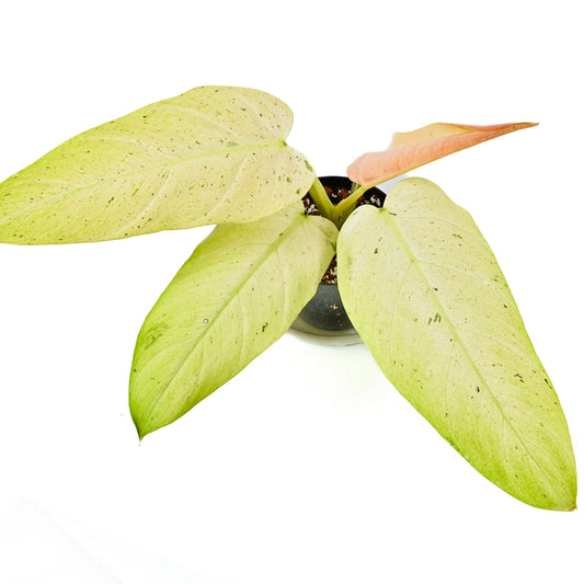 Philodendron whipple way No.1