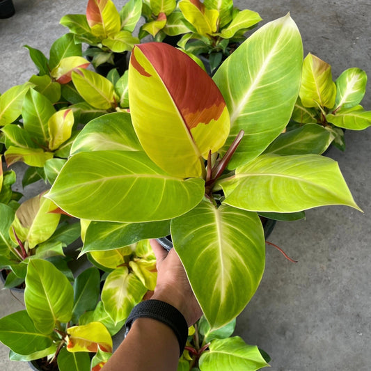 Philodendron Yellow Flame