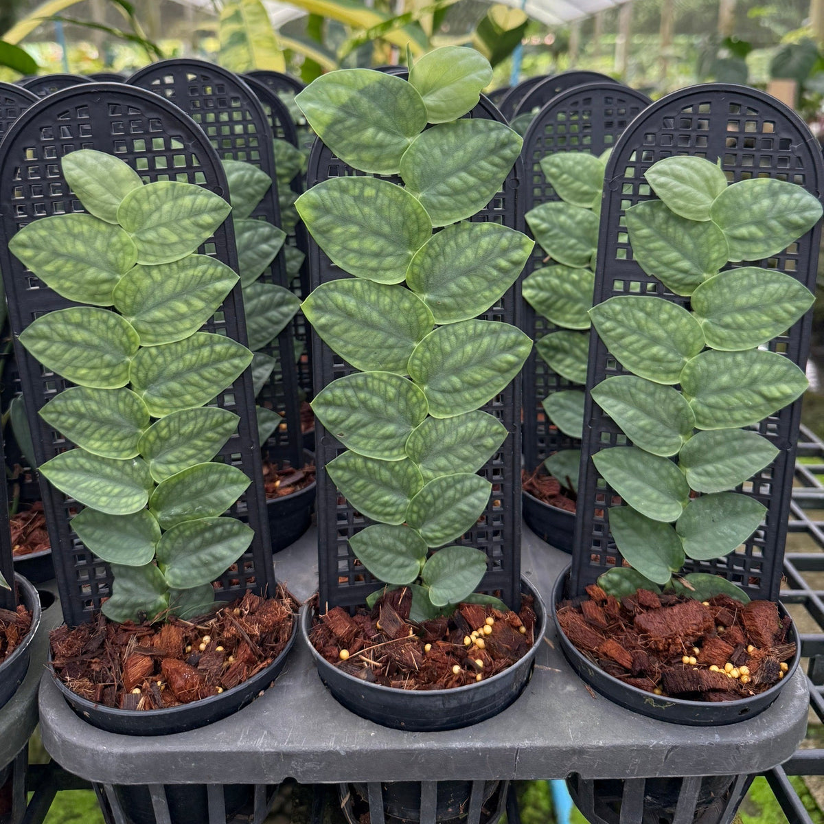 Rhaphidophora celatocaulis (Silver)