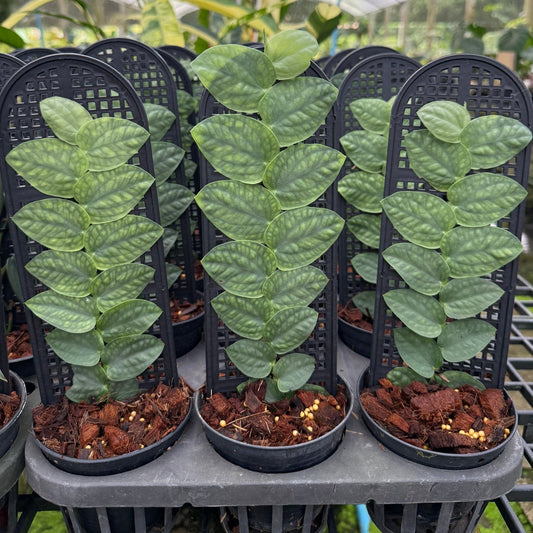 Rhaphidophora celatocaulis (Silver)