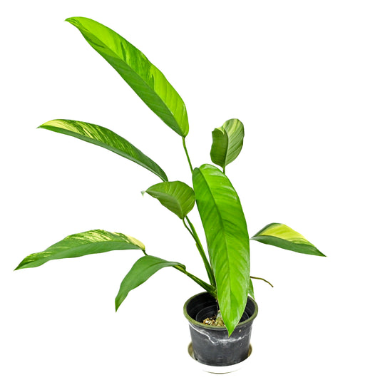 Rhaphidophora sp. No.3 aurea variegated