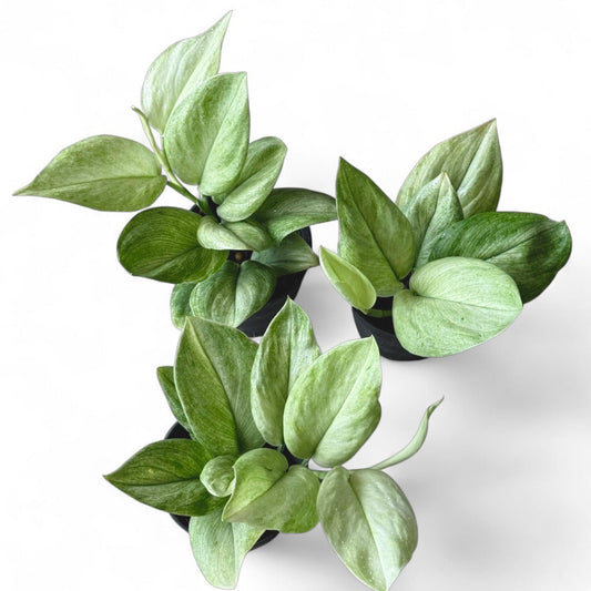 Scindapsus treubii moonlight (Full mint)