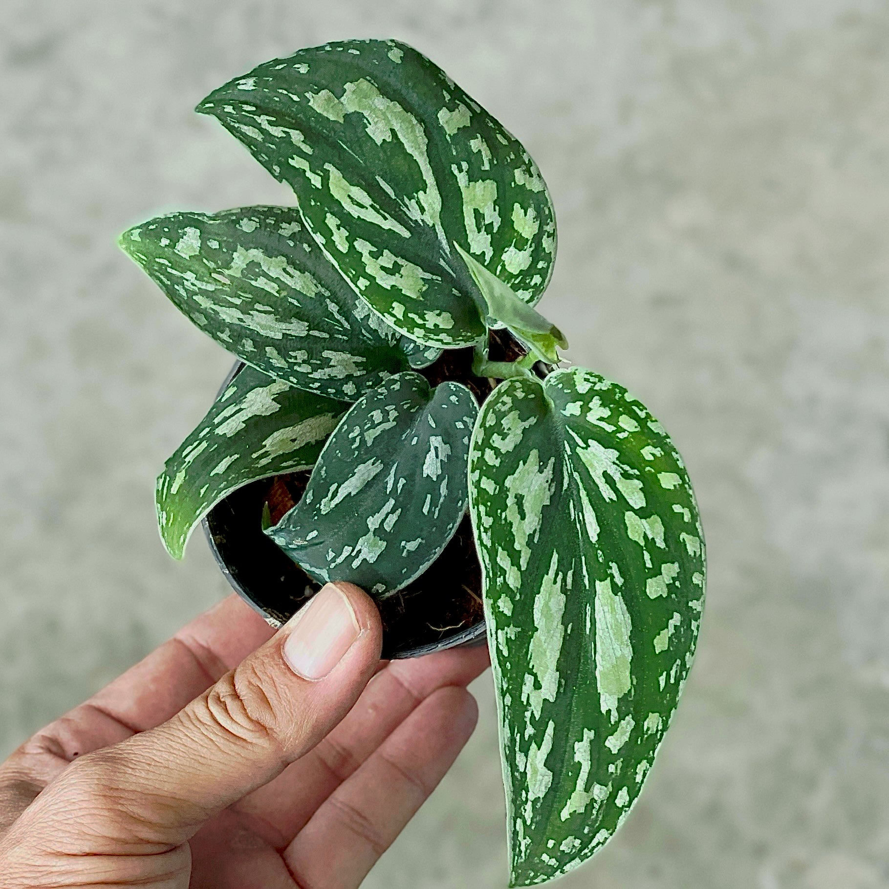 Scindapsus Variated Scindapsus tricolor variegated (S) – Poonsin Garden